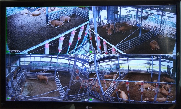 구현농장은 CCTV를 통해 소들의 모든 상태를 관리하고 있다.