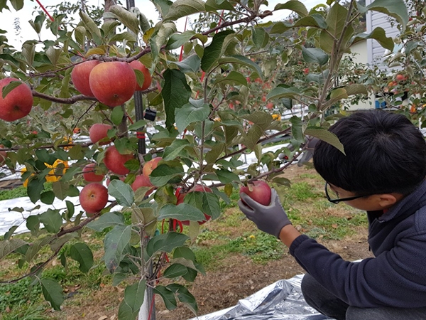 사과를 이용한 굼벵이 절식과정으로 차별화를 이룬 버그밀 농장.