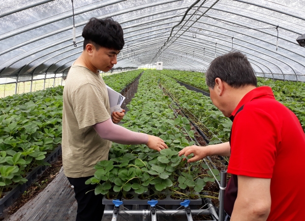 경남도농업기술원 직원이 딸기 상태를 점검하고 있다.