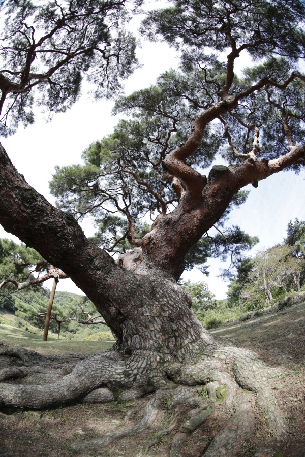 의령 성황리 소나무(천연기념물359호)