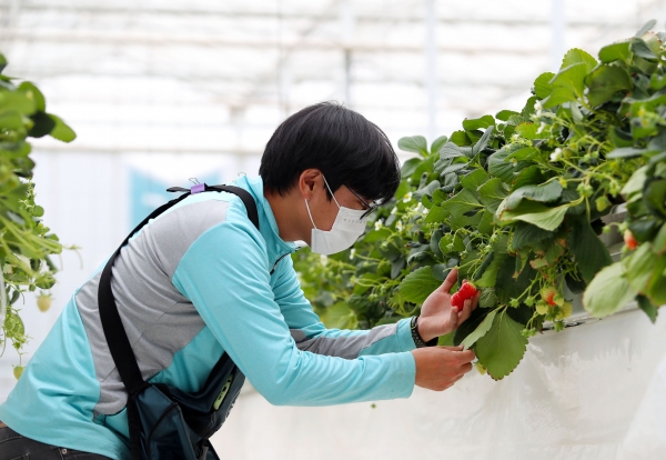 딸기를 살펴보고 있는 청년농업인. /경남도농업기술센터