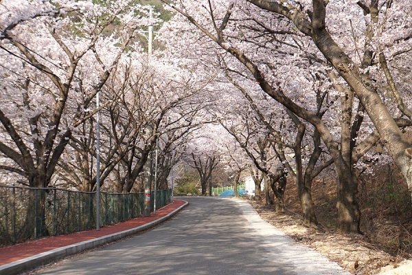 단장면 벚꽃 터널