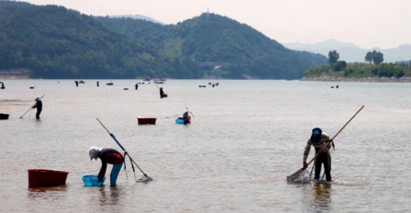 국내 어업 최초로 세계중요농업유산에 등재된 섬진강 재첩잡이 손틀어업. /경남도