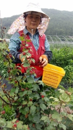 산딸기 수확을 하고 있는 하희자 부회장
