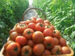 친환경 농법과 더불어 양액재배 기술로 고품질 완숙토마토를 생산하고 있다.