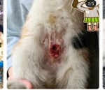 김해 동물단체에서 보낸 중성화 수술 이후 김해 칠산에서 발견된 길고양이 사체1
