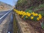 산청군 삼장면은 사계절 꽃이 만발한 마을 만들기를 위해 국도59호선과 주요관광지 일원에 사계절 꽃을 식재했다. /산청군
